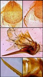   Apis laboriosa  female terminalia, photo: A.H. Smith-Pardo 
